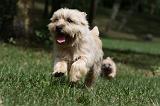 CAIRN TERRIER 400